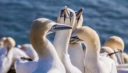 kaiyun官方网站-葡萄牙女足运动员登上国际赛事颁奖台，葡萄牙足球大赛冠军