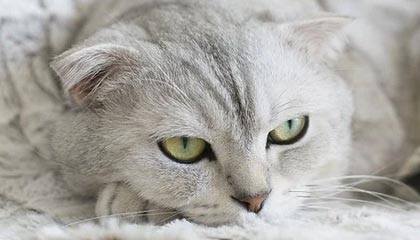 kaiyun官方网站-葡萄牙女足运动员登上国际赛事颁奖台，葡萄牙足球大赛冠军